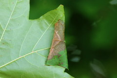 Caloptilia hemidactylella
