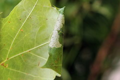 Caloptilia hemidactylella
