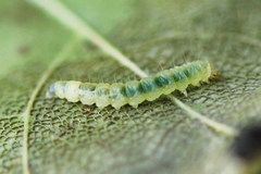 Caloptilia hemidactylella