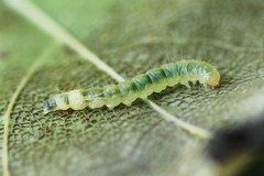 Caloptilia hemidactylella