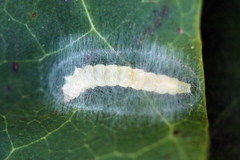 Caloptilia hemidactylella