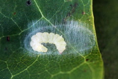 Caloptilia hemidactylella