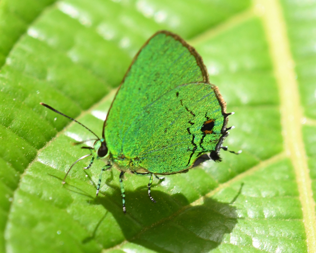 Chalybs janias