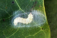 Caloptilia hemidactylella