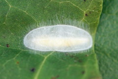 Caloptilia hemidactylella