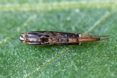 Caloptilia hemidactylella