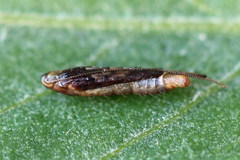 Caloptilia hemidactylella