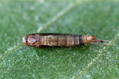Caloptilia hemidactylella