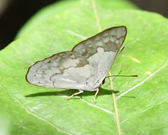 Euselasia euphaes
