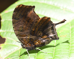 Consul fabius diffusus