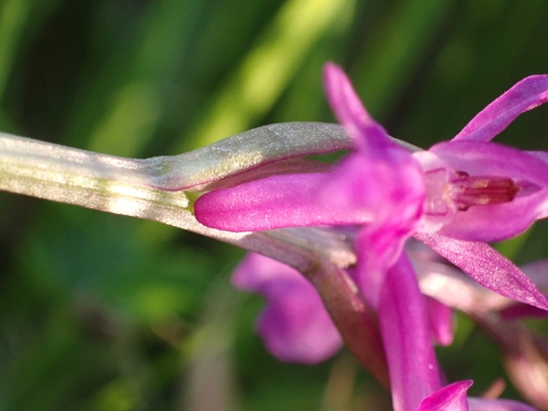 Image of Dactylorhiza traunsteineri by (c) Elias, some rights reserved (CC BY)