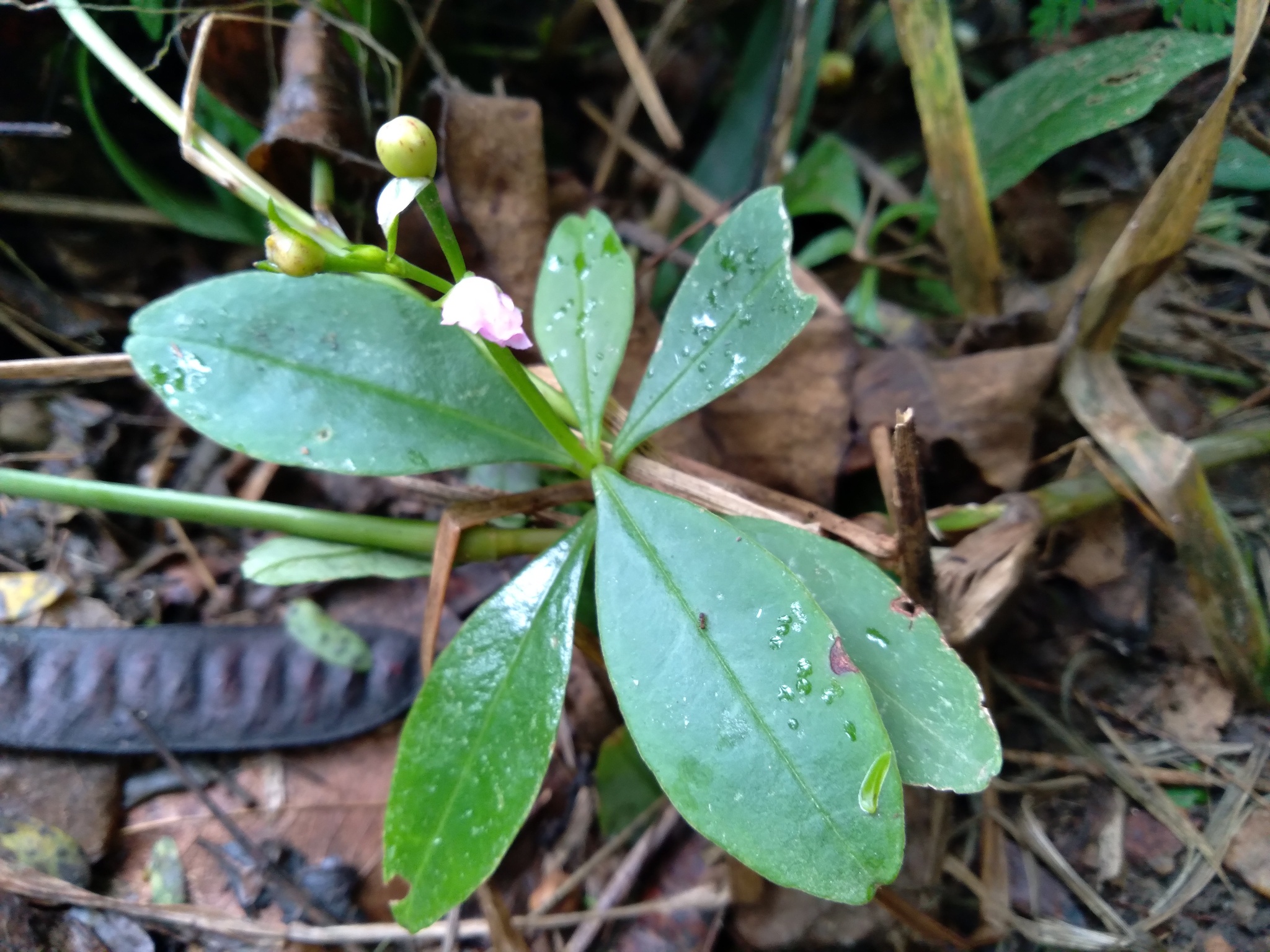Talinum fruticosum