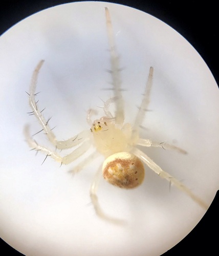 Araneus prunus