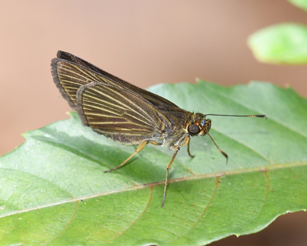 Saturnus saturnus