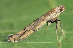 Caloptilia populetorum