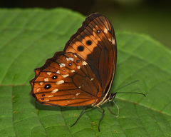 Oxeoschistus protogenia