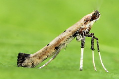 Caloptilia populetorum