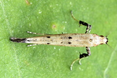 Caloptilia populetorum