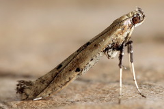 Caloptilia populetorum