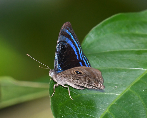 Mesosemia thera