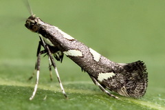 Calybites phasianipennella