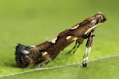 Calybites phasianipennella
