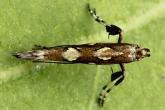 Calybites phasianipennella