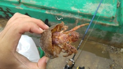 Dardanus pedunculatus