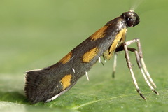 Euspilapteryx auroguttella