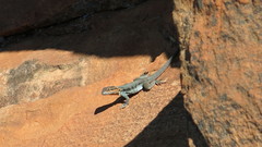 Ctenophorus modestus