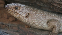Egernia stokesii