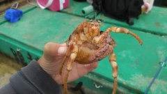 Dardanus pedunculatus