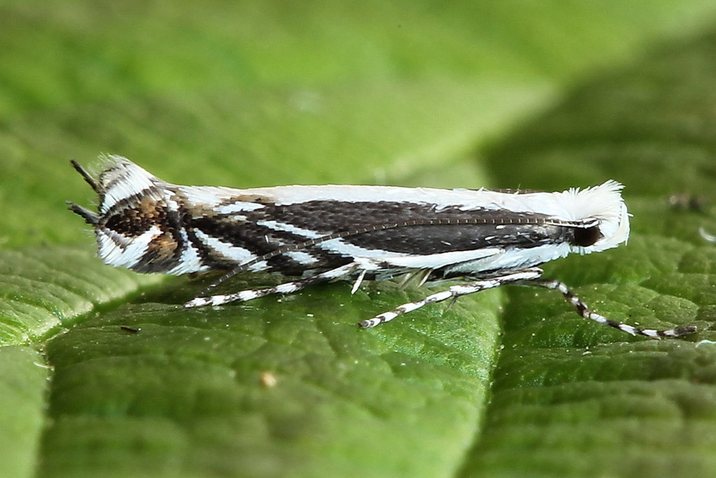 Micrurapteryx