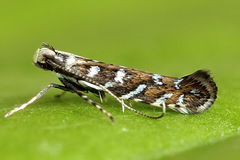 Parectopa ononidis