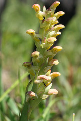 Disa physodes