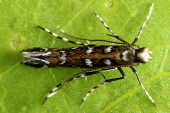 Parectopa ononidis