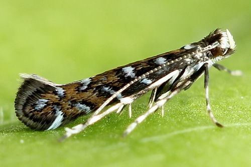Parectopa ononidis (Zeller, 1839)