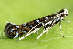 Parectopa ononidis