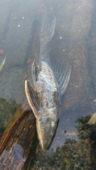 Hypostomus commersoni