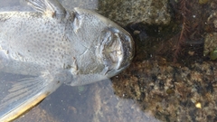 Hypostomus commersoni