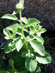 Dimorphotheca ecklonis