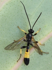 Colpotrochia cincta