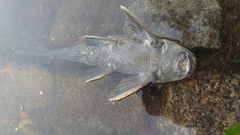 Hypostomus commersoni