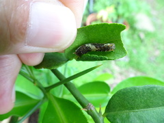Papilio demoleus malayanus