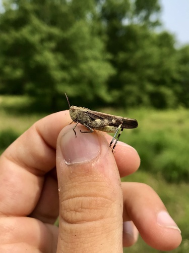 Sulphur-winged Grasshopper photo 4