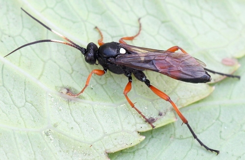 Ctenichneumon inspector