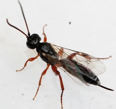 Cubocephalus nigriventris
