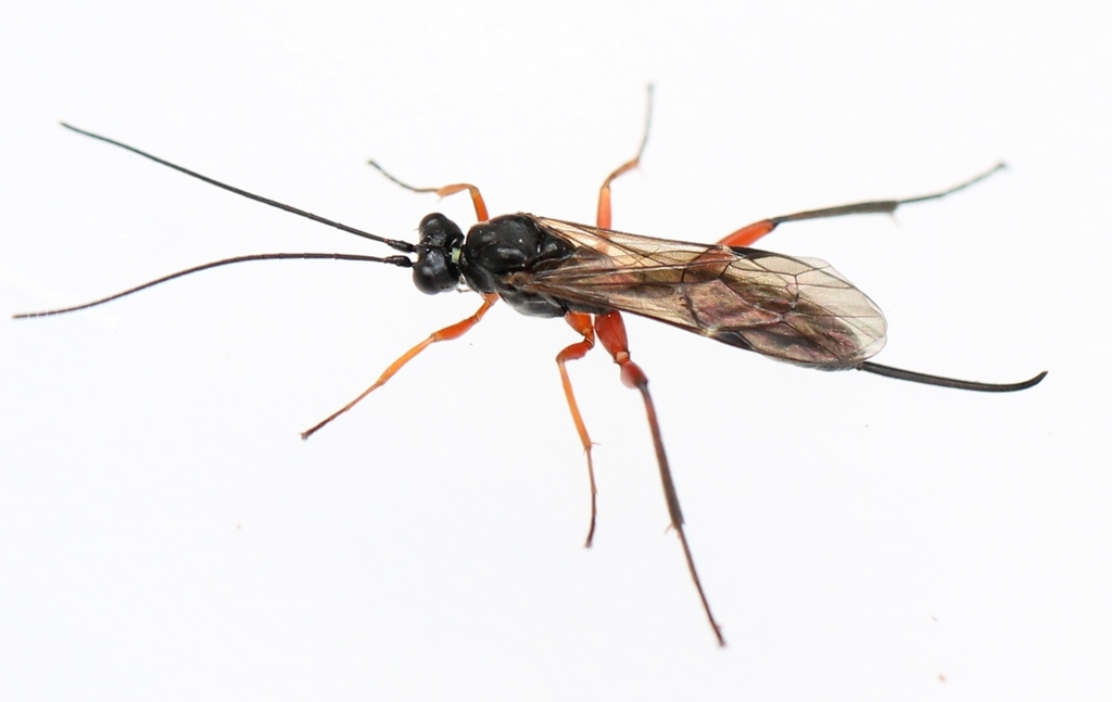 Cylloceriinae