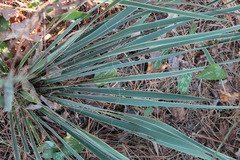 Yucca louisianensis