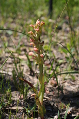 Disa physodes